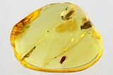 Detailed Hairy Fungus Beetle (Crowsonium) in Baltic Amber #372528-1